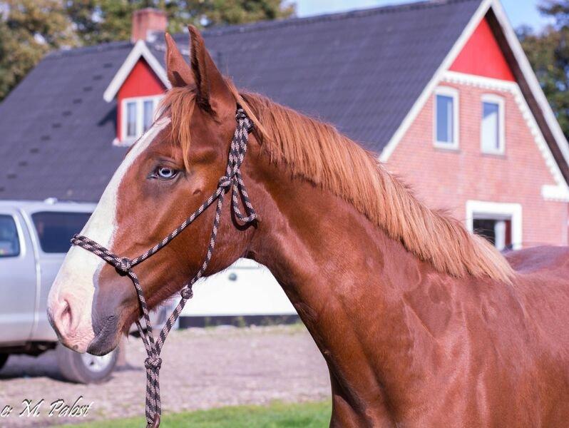 Frederiksborg Hercules Mignon billede 9