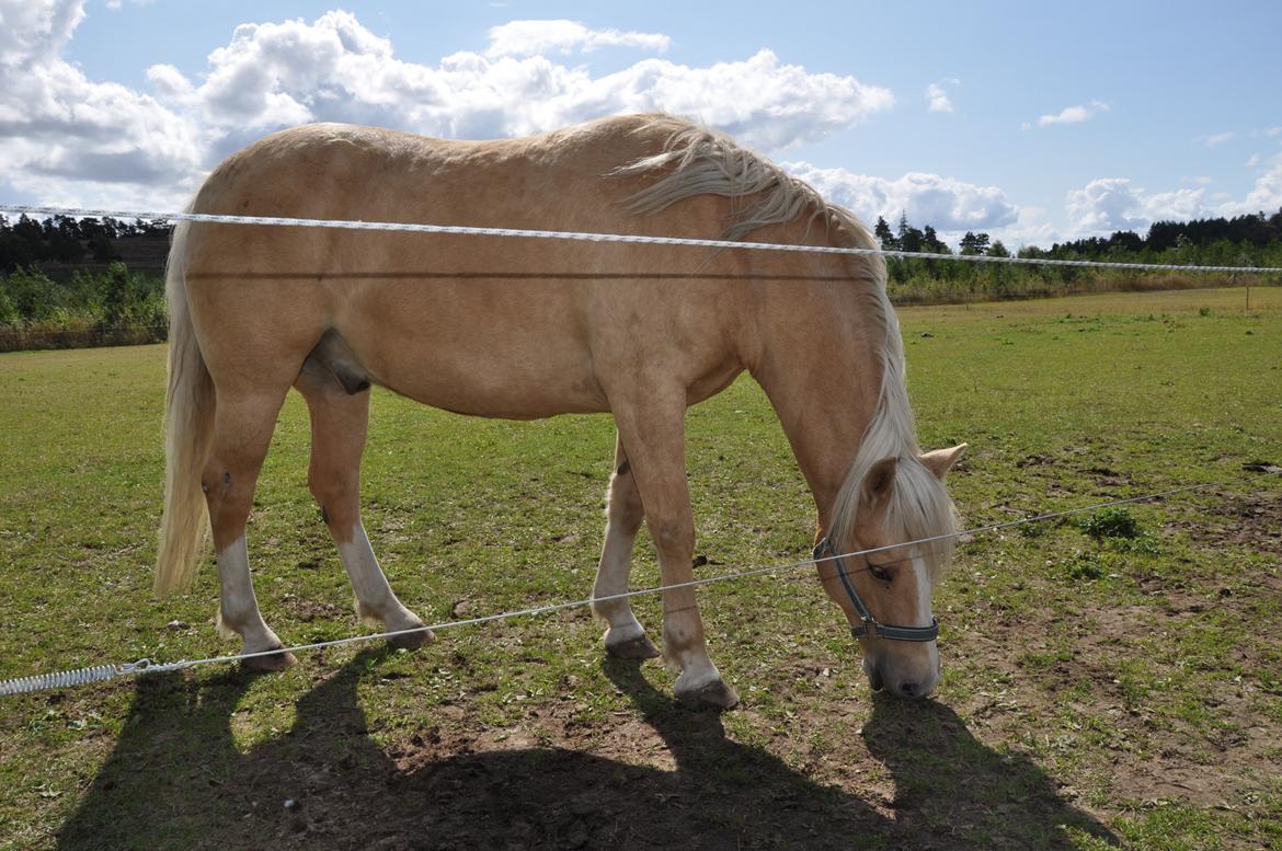 New Forest R.I.P. Remontes Copa Cabana billede 8