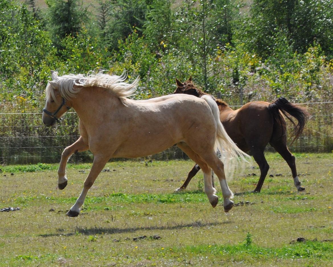 New Forest R.I.P. Remontes Copa Cabana billede 9