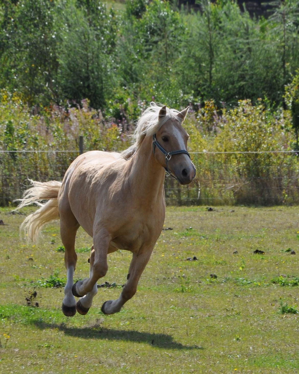 New Forest R.I.P. Remontes Copa Cabana billede 10