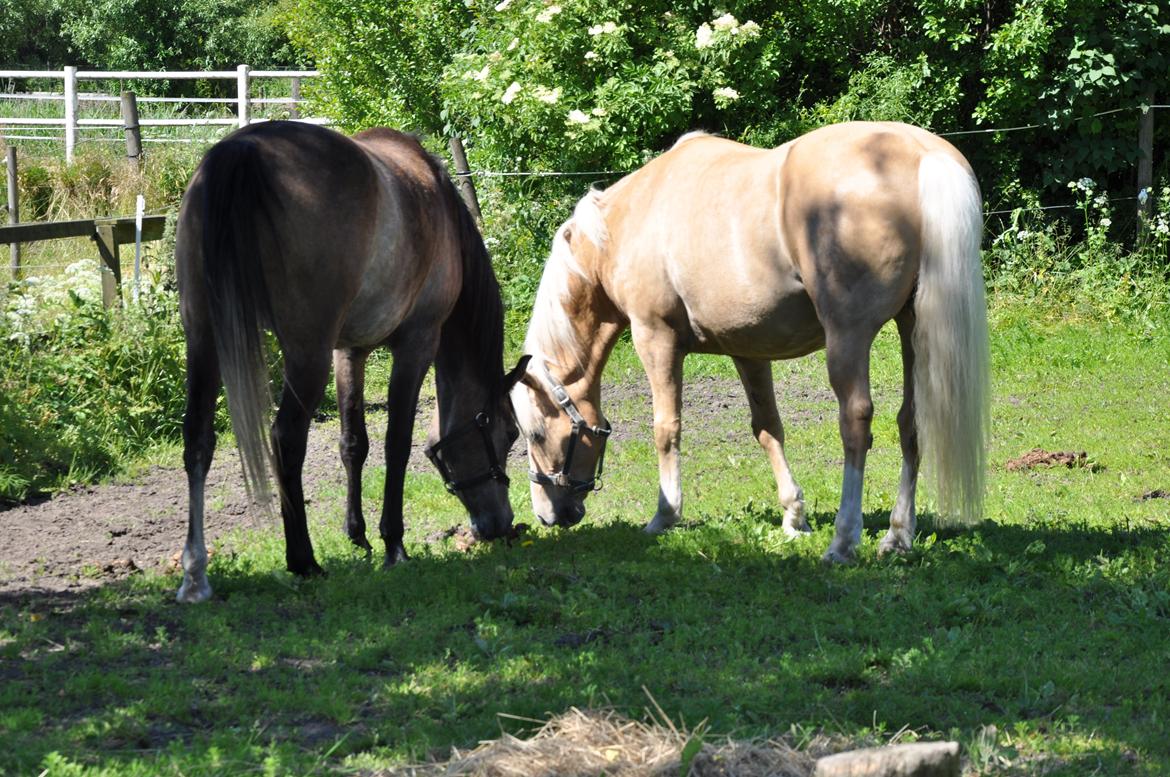 New Forest R.I.P. Remontes Copa Cabana billede 11