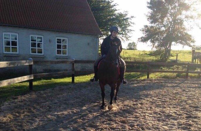 New Forest Spangbo's tonja billede 19