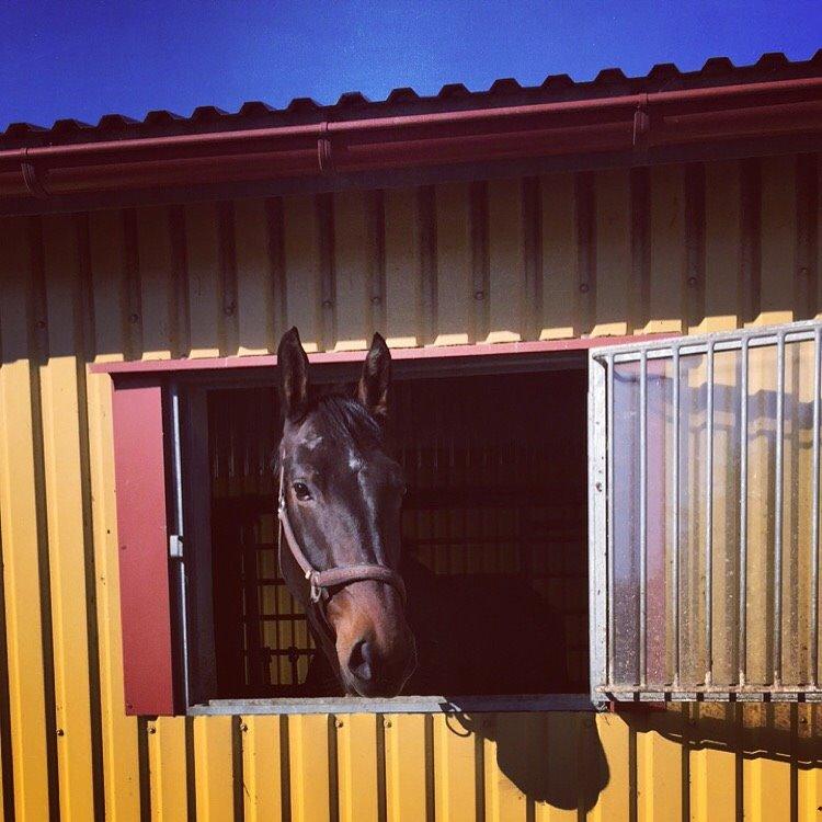 Anden særlig race Bøgedal's Tezza billede 3