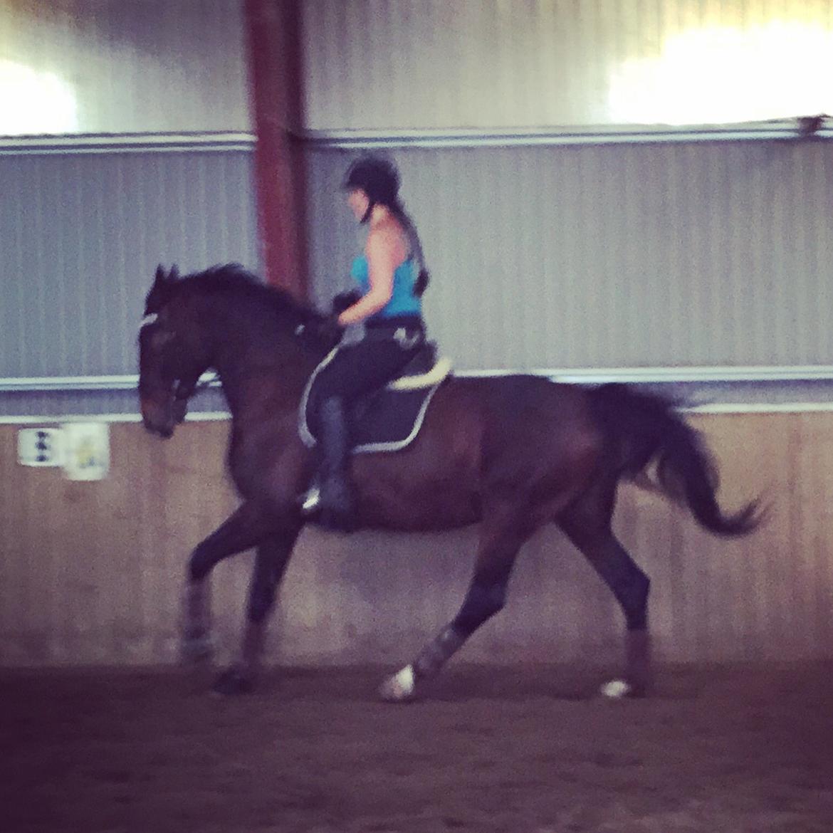 Anden særlig race Bøgedal's Tezza billede 9