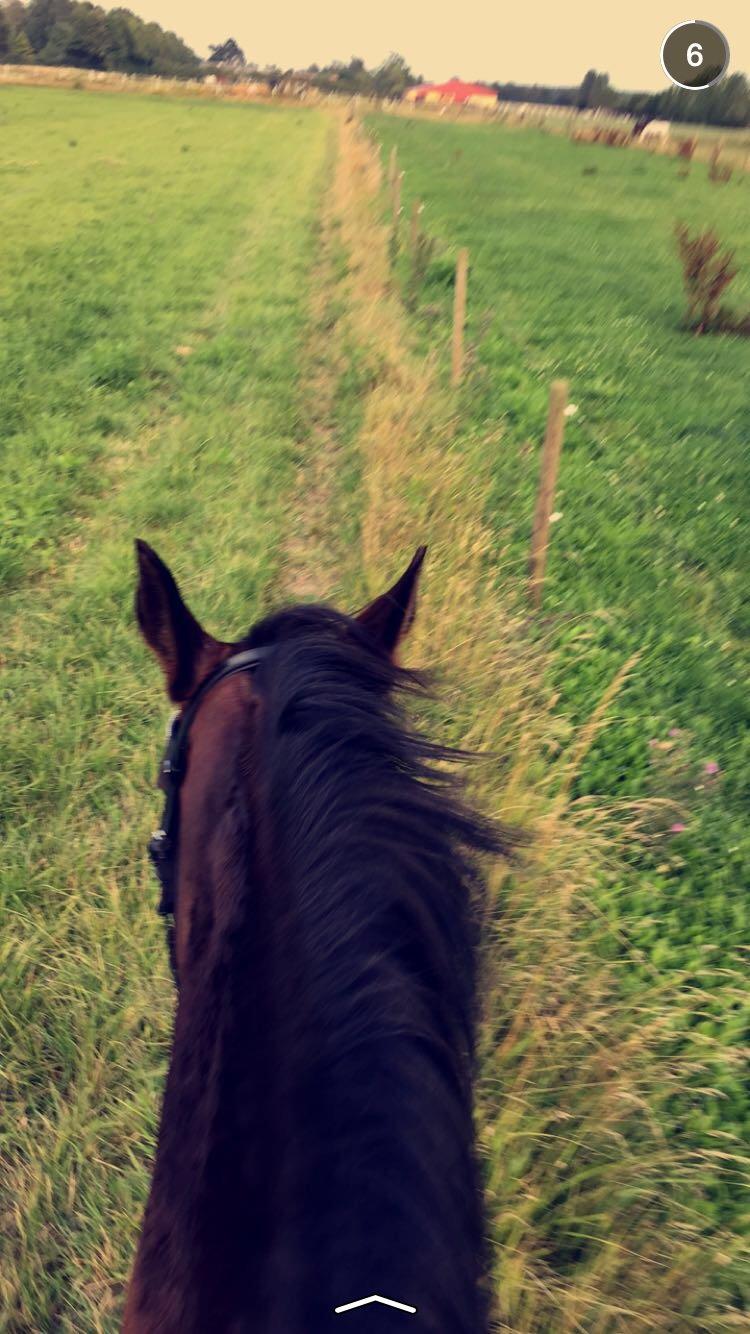 Anden særlig race Bøgedal's Tezza billede 10