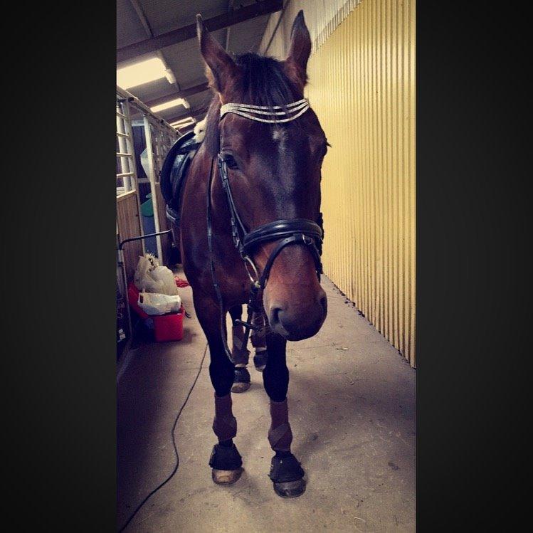 Anden særlig race Bøgedal's Tezza billede 11