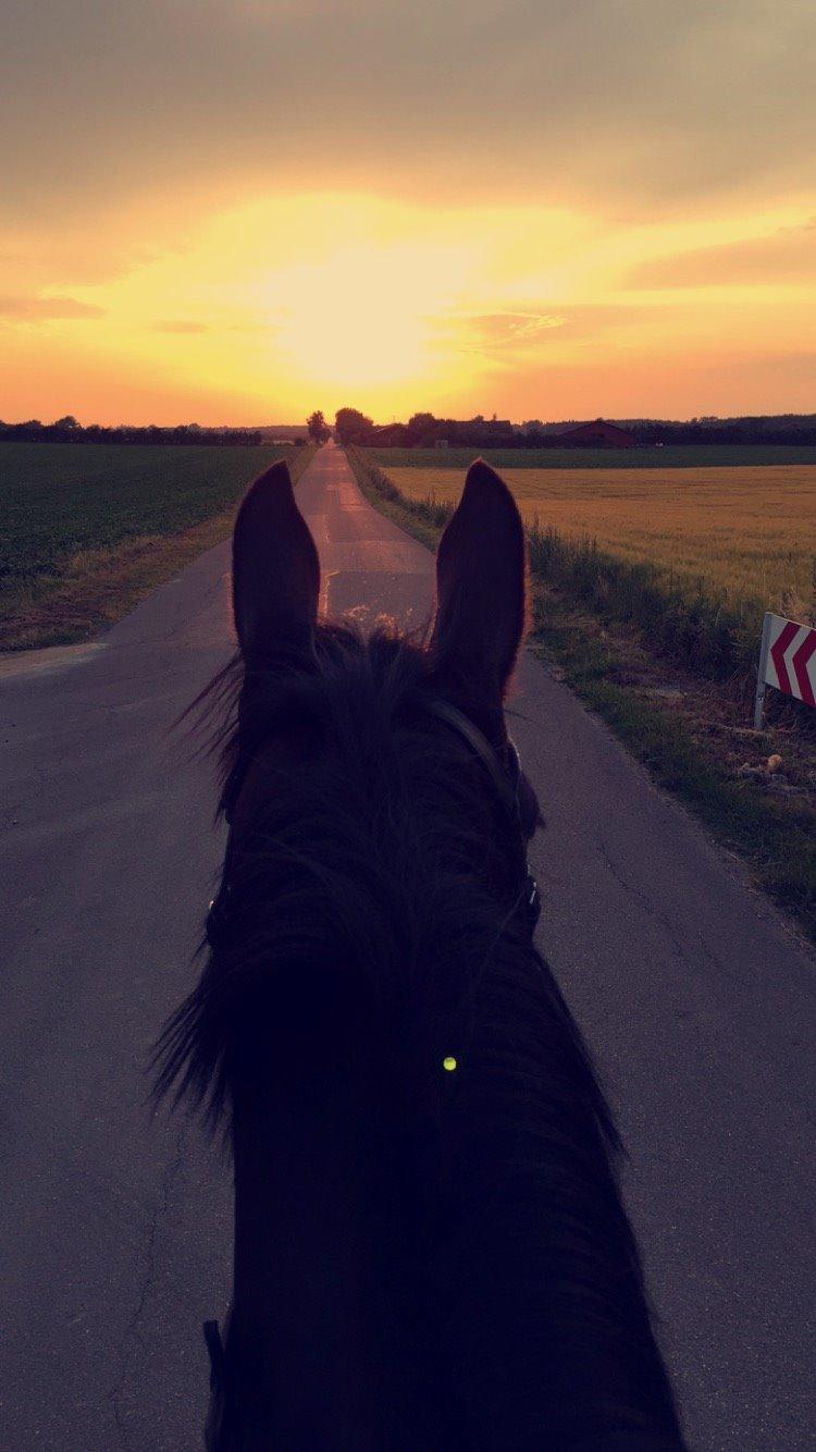 Anden særlig race Bøgedal's Tezza billede 5