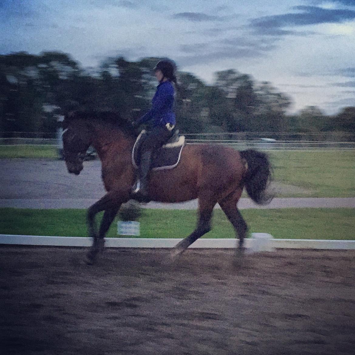 Anden særlig race Bøgedal's Tezza billede 13