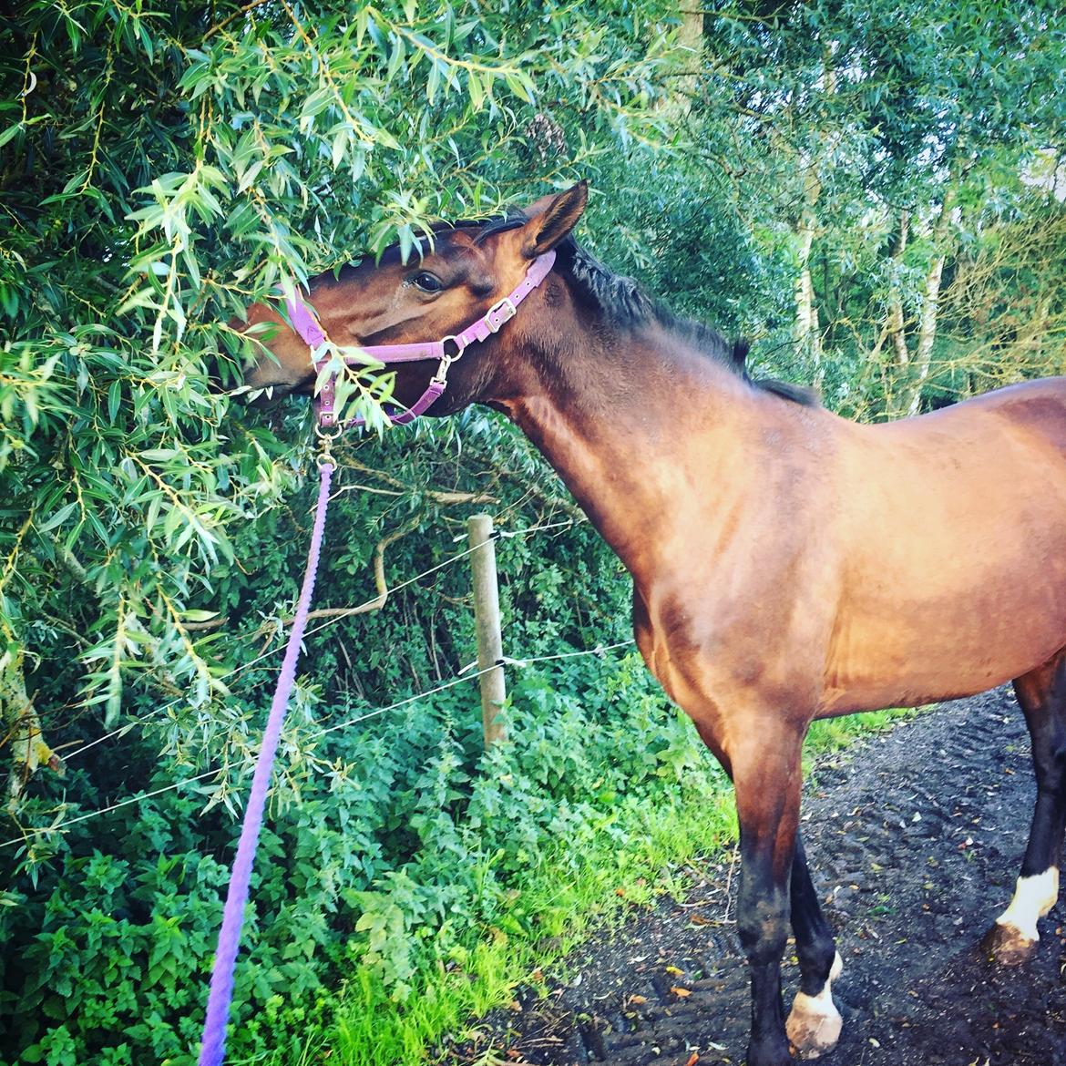 Anden særlig race Bøgedal's Tezza billede 14