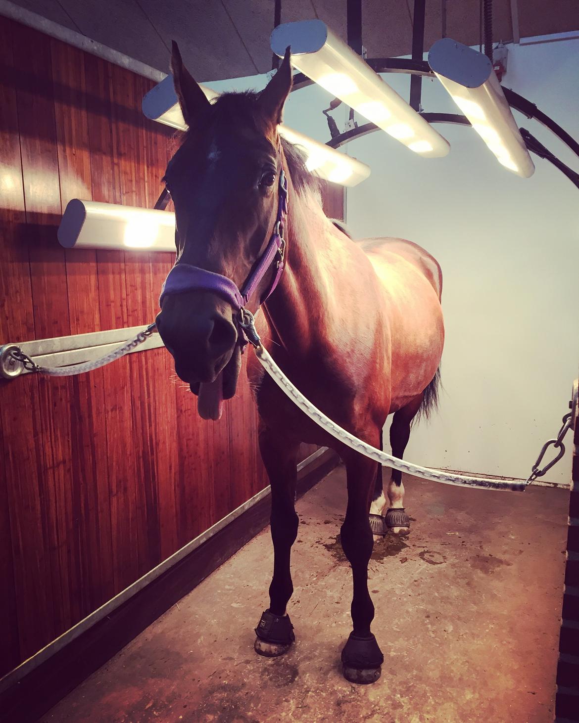 Anden særlig race Bøgedal's Tezza billede 15