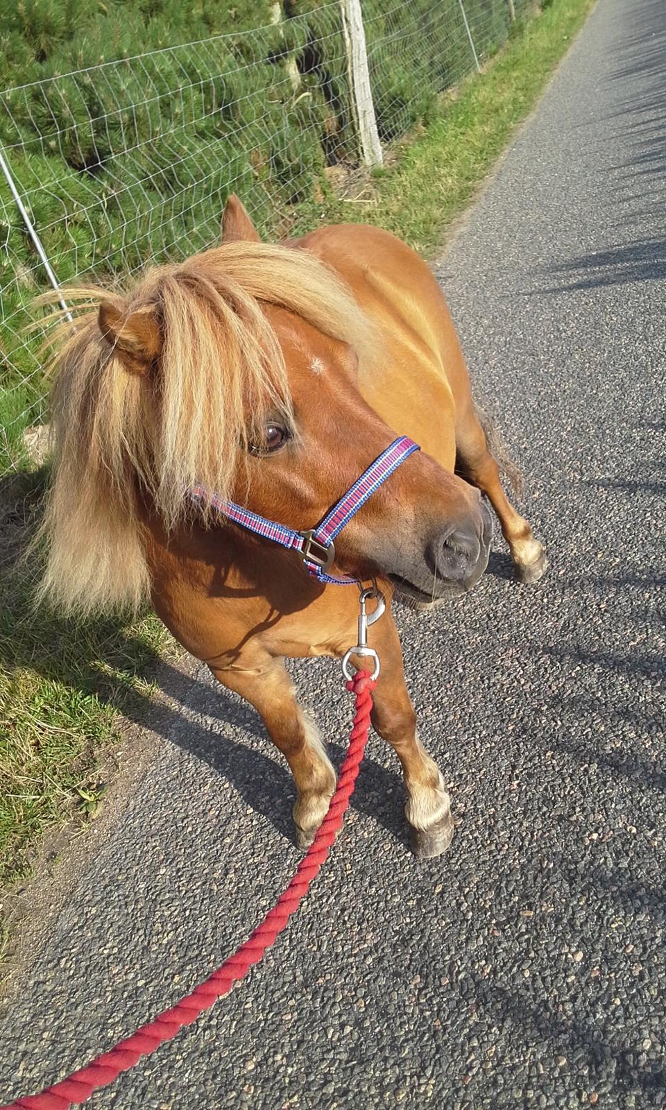 Shetlænder Gismo (død)  billede 18