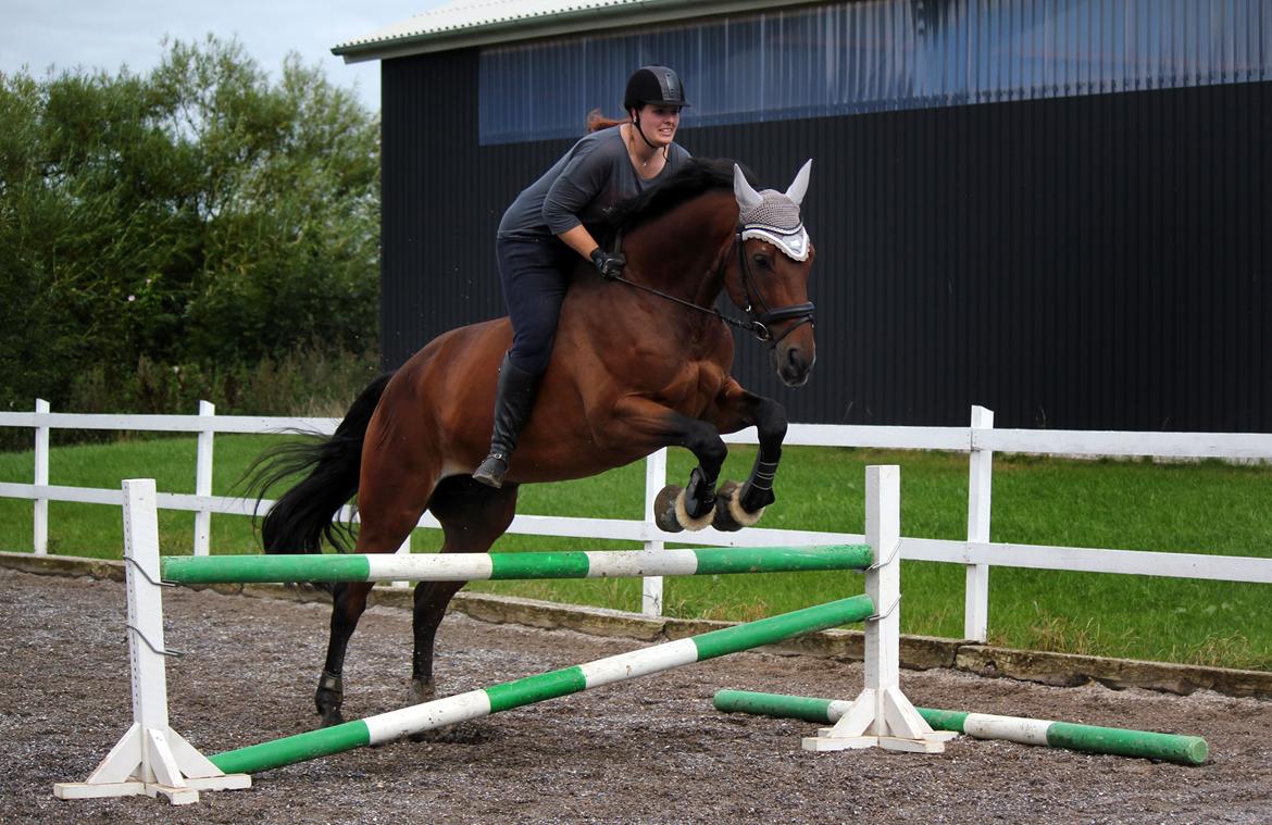 Anden særlig race Dalvangs Casper - Spring uden sadel :) billede 42