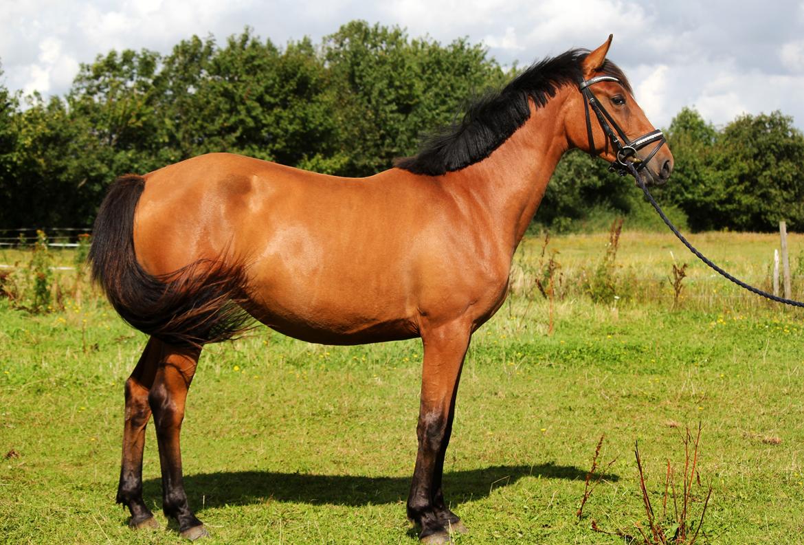 Dansk Varmblod Angel of music (SOLGT) *For evigt elsket <3* - Opstillings billede af Angel :) billede 11