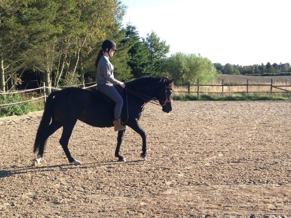 Pura Raza Española BS. Isabell - Fremskidt billede 6