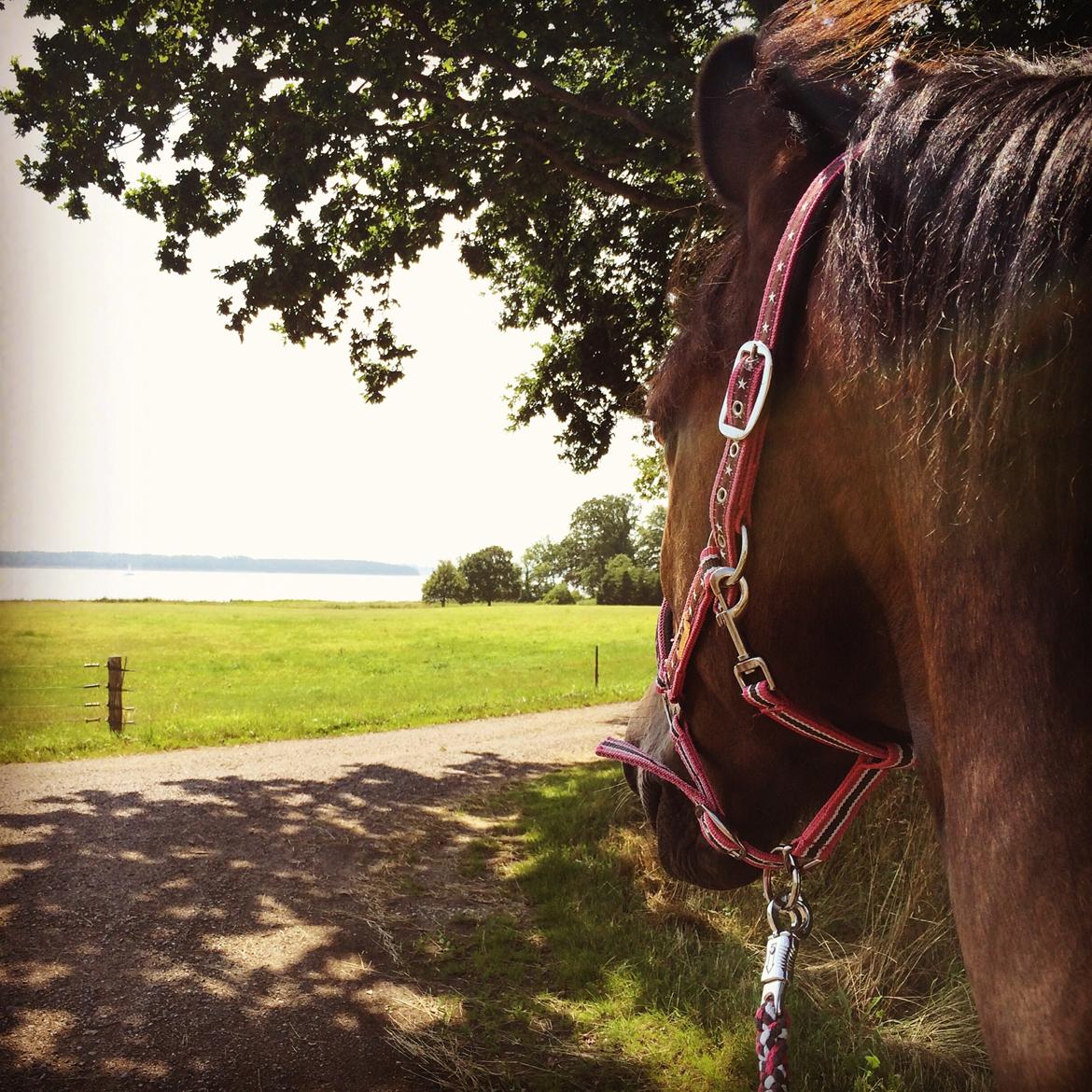 New Forest | Elmholts Scharett billede 17