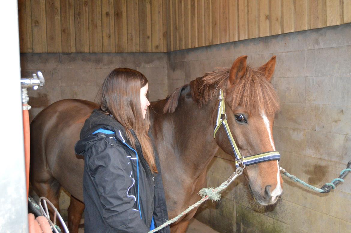 New Forest Kantjes Sandro (Bamse) billede 13