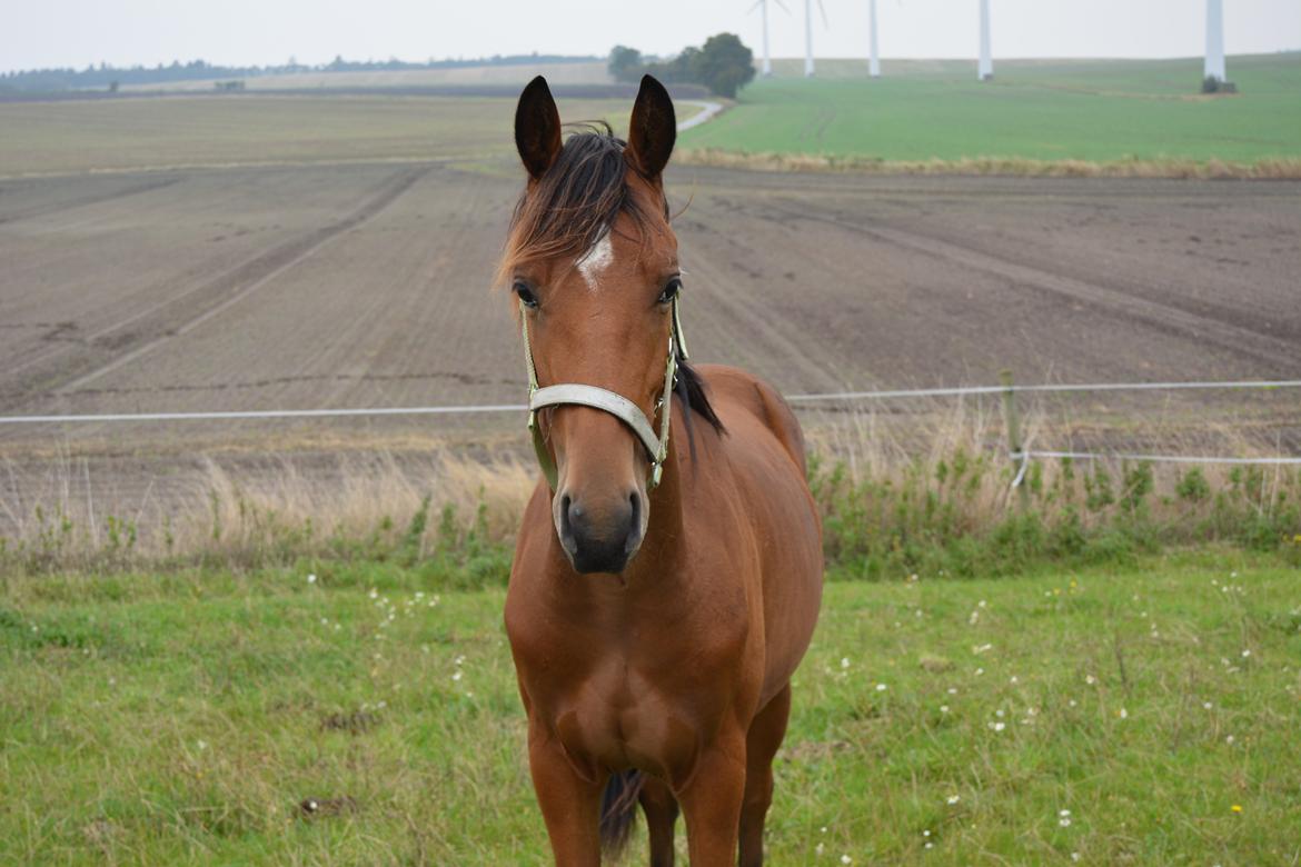 Dansk Varmblod Aladdin billede 1