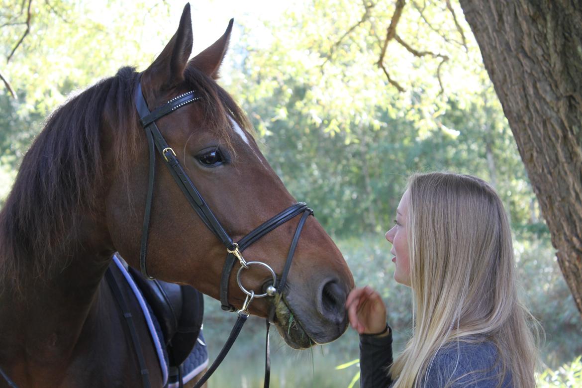 Dansk Varmblod Majdrola/Majsen - #1 Alene er vi ingen ting, hver for sig er vi noget, men sammen er vi alting. (fotograf: Bella) billede 1