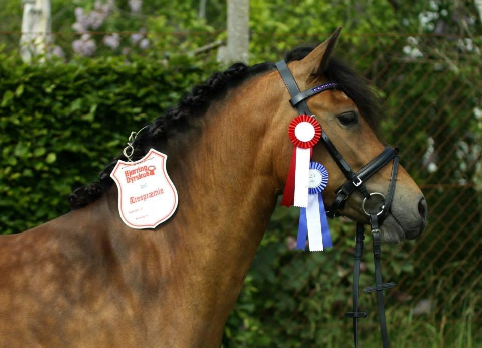 New Forest Skolegaardens Optima *Optimus* - *Hjørring-dyreskue* billede 4