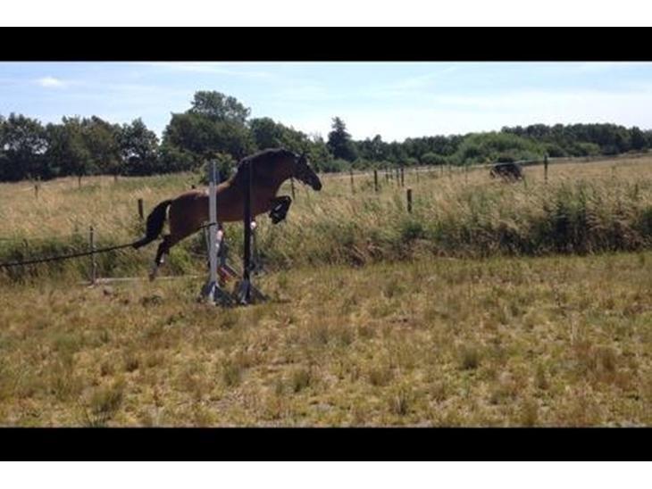 New Forest Skolegaardens Optima *Optimus* - *Første gang hun løsspringer! Klare nemt 110cm* billede 7