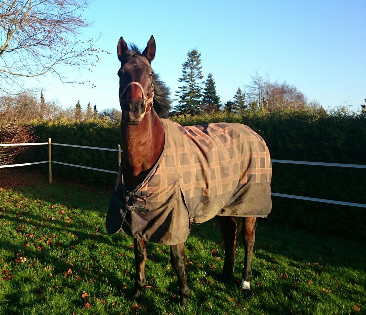 Anglo Araber (AA) Ghazal  billede 6