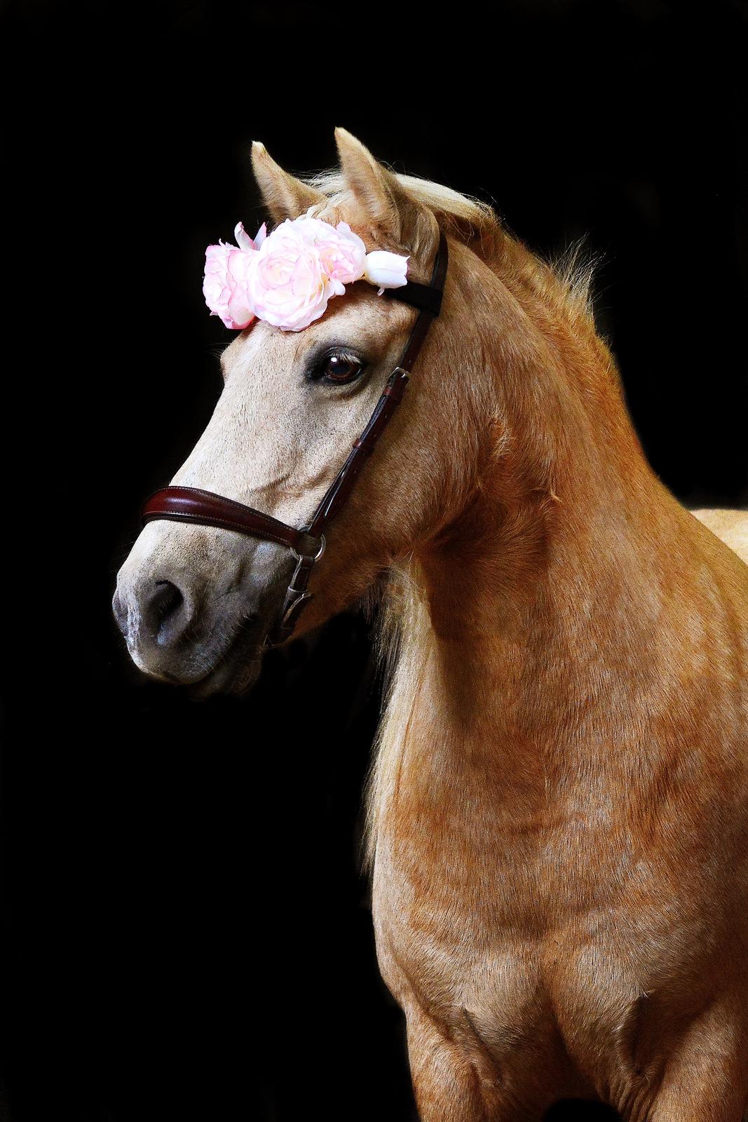 Welsh Partbred (Sec F) Stendalsgaards Golden - Queen flower crown <3 Billede: Anastasia Elkjær billede 1