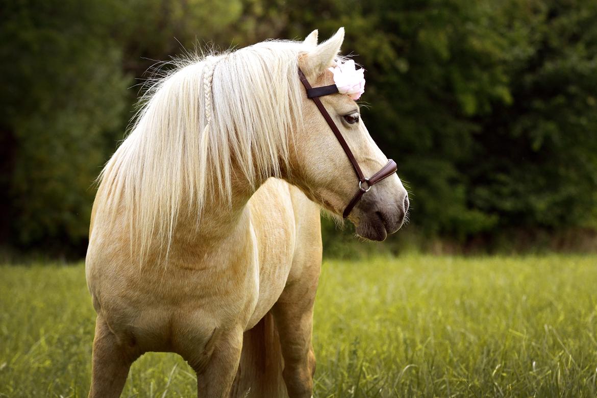Welsh Partbred (Sec F) Stendalsgaards Golden - Billede: Anastasia Elkjær billede 12