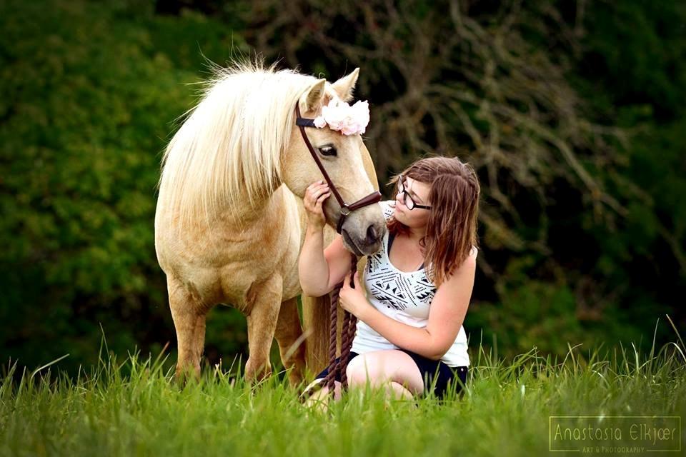 Welsh Partbred (Sec F) Stendalsgaards Golden - Billede: Anastasia Elkjær billede 2