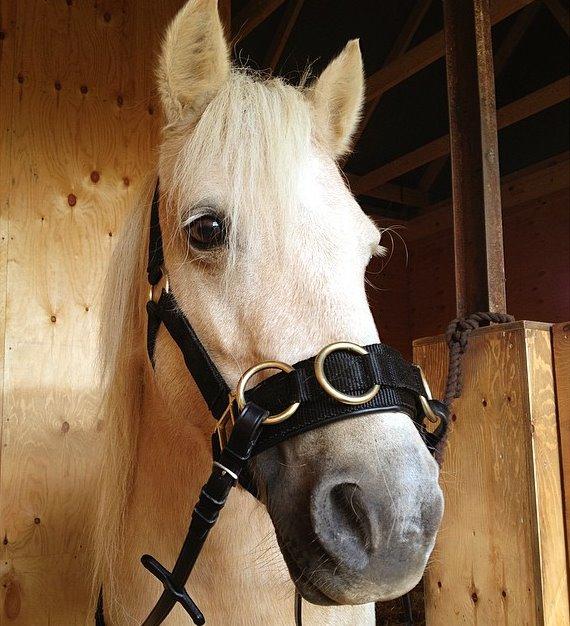 Welsh Partbred (Sec F) Stendalsgaards Golden - Golden med sin fine kapsun! Billede: Simone Hvilsted billede 13