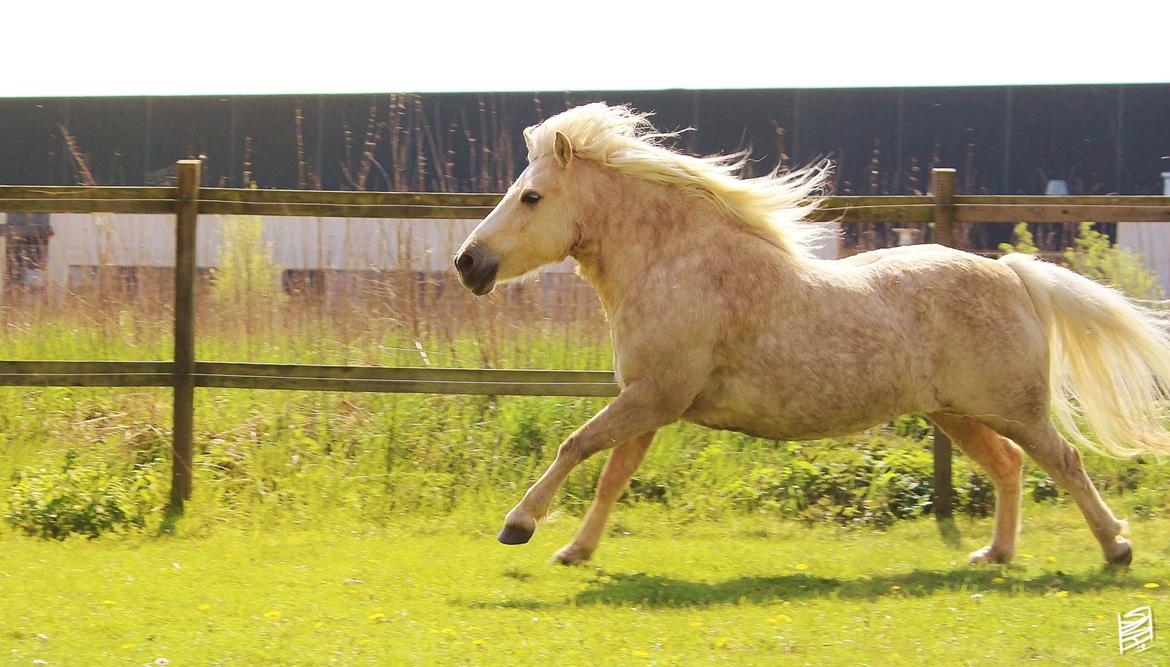 Welsh Partbred (Sec F) Stendalsgaards Golden - Billede: Simone Hvilsted billede 10