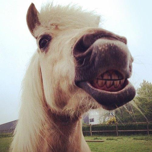 Welsh Partbred (Sec F) Stendalsgaards Golden - Tak fordi du kiggede med, husk at ligge en kommentar og stemme :D billede 19