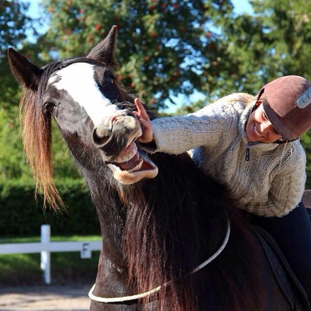 Irish Cob Lady Giga Of Ireland billede 19