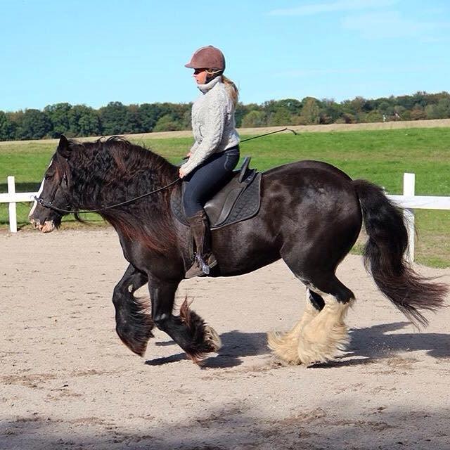 Irish Cob Lady Giga Of Ireland billede 31