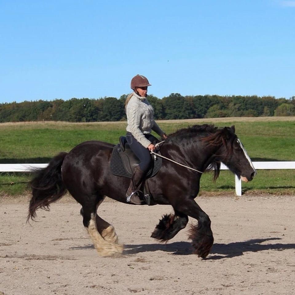 Irish Cob Lady Giga Of Ireland billede 32