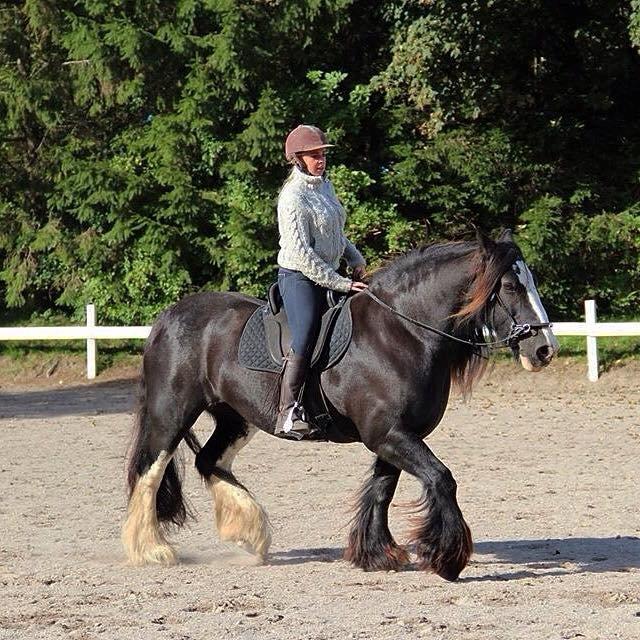 Irish Cob Lady Giga Of Ireland billede 30