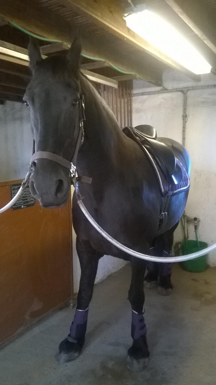 Frieser Hilde (Tidligere Hest) billede 13