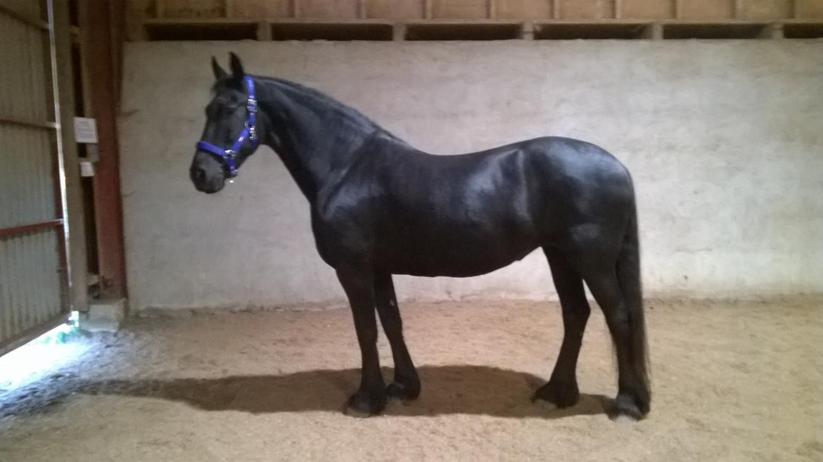 Frieser Hilde (Tidligere Hest) billede 14