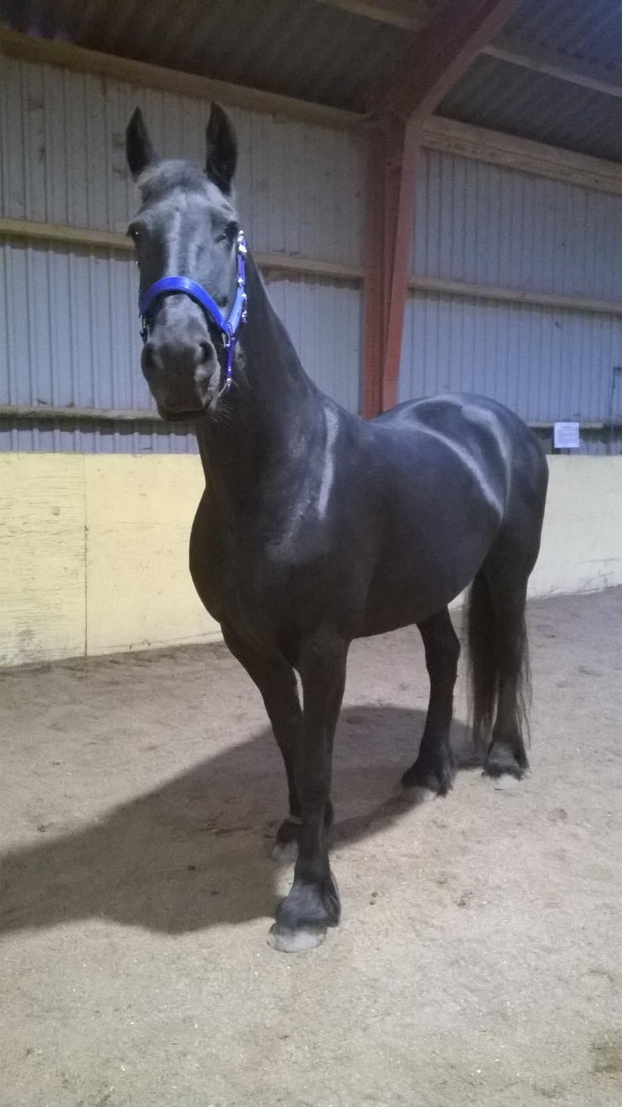 Frieser Hilde (Tidligere Hest) billede 15