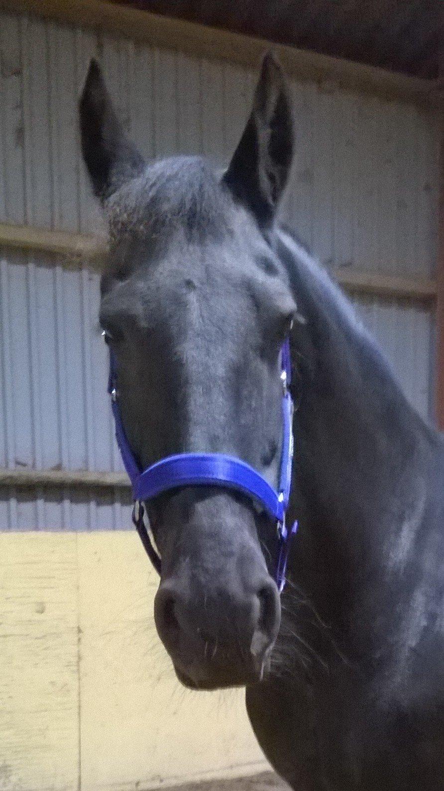 Frieser Hilde (Tidligere Hest) billede 16