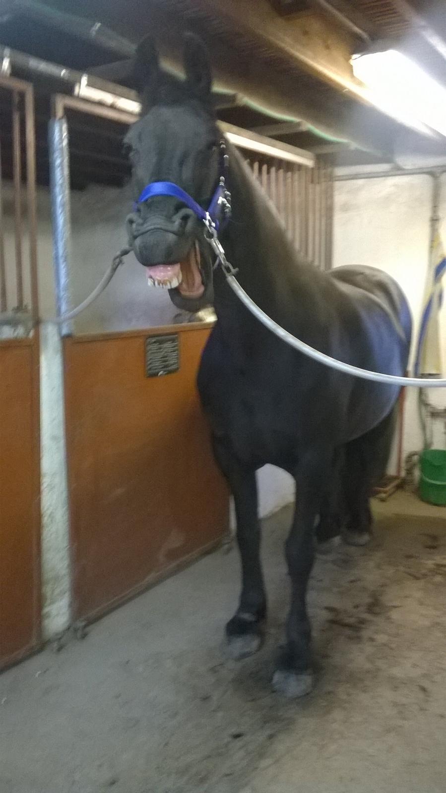 Frieser Hilde (Tidligere Hest) billede 17