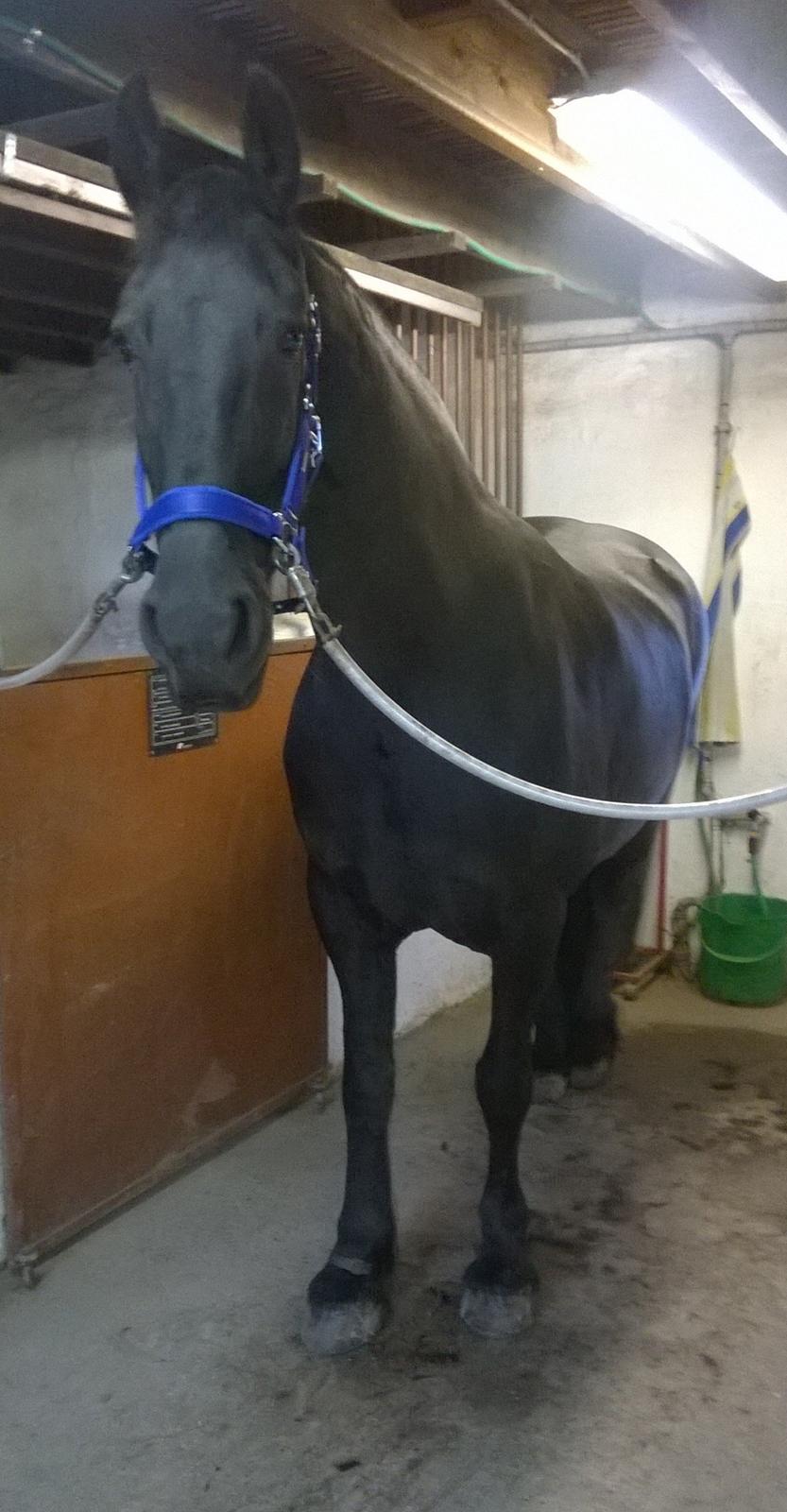 Frieser Hilde (Tidligere Hest) billede 18