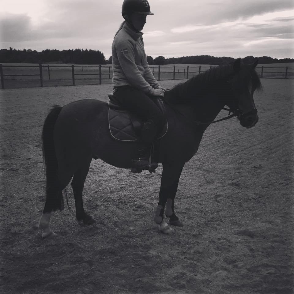 Welsh Pony (sec B) Barnhoeve´s Bernie billede 3