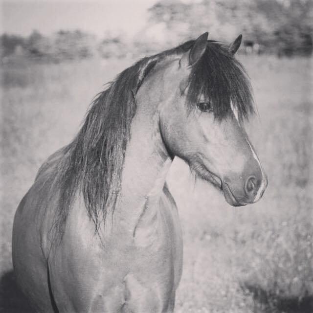 Welsh Pony (sec B) Barnhoeve´s Bernie billede 5