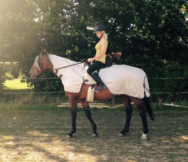 Anglo Araber (AA) Ghazal  billede 8