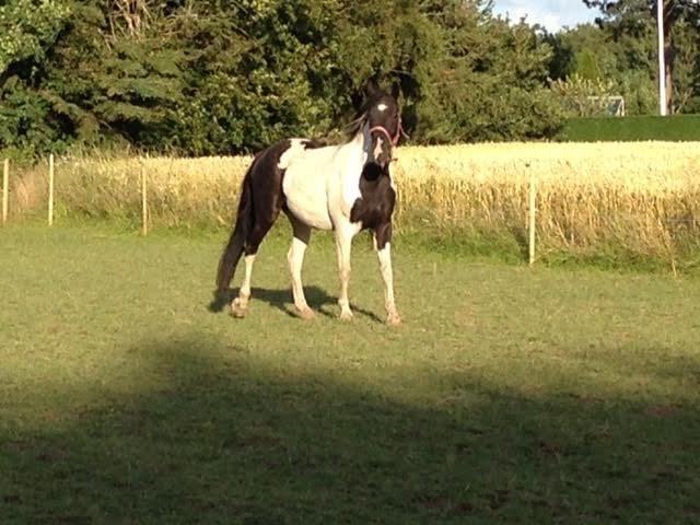 Pinto Bounty billede 5