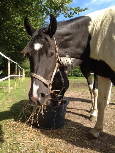 Pinto Bounty billede 6