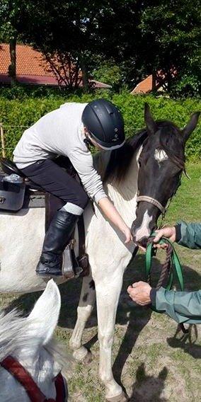 Pinto Bounty billede 8