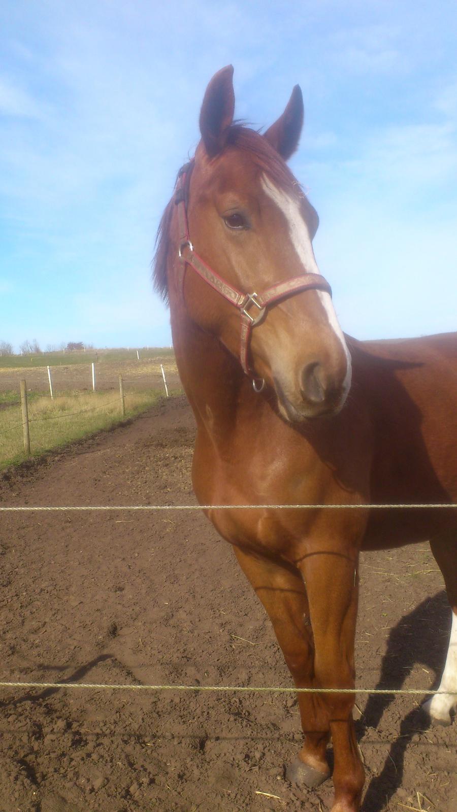 Dansk Varmblod Ferrari billede 2