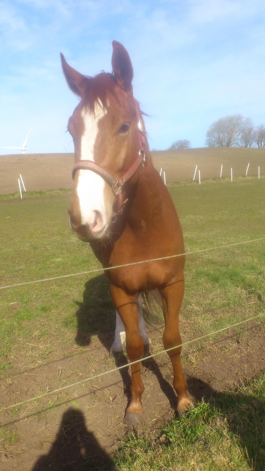 Dansk Varmblod Ferrari billede 3