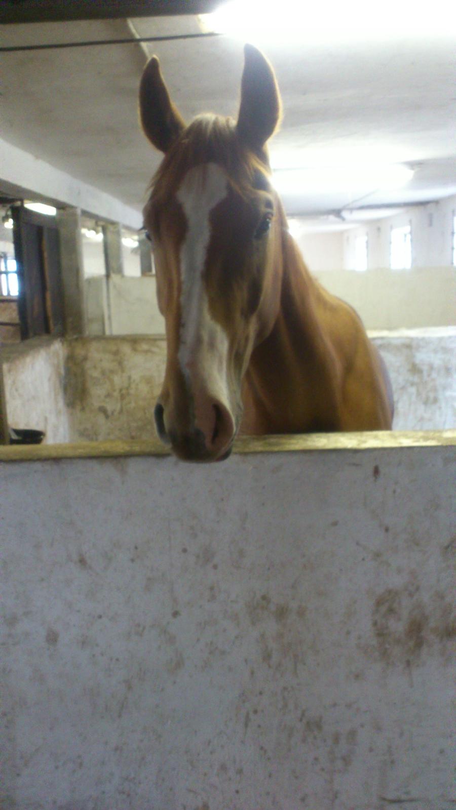 Dansk Varmblod Ferrari billede 6